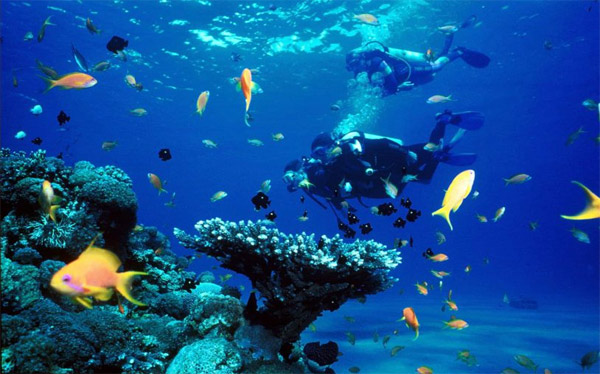 Maldives còn là nơi sinh sống của nhiều sinh vật biển sống động