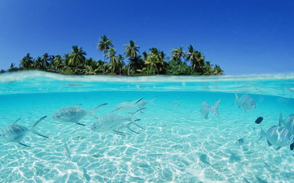 Maldives sở hữu một số điểm bơi lặn đẹp nhất thế giới