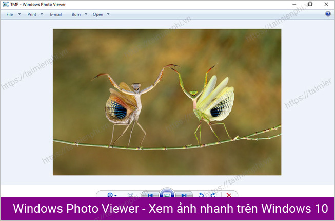 Tải xuống Windows Photo Viewer